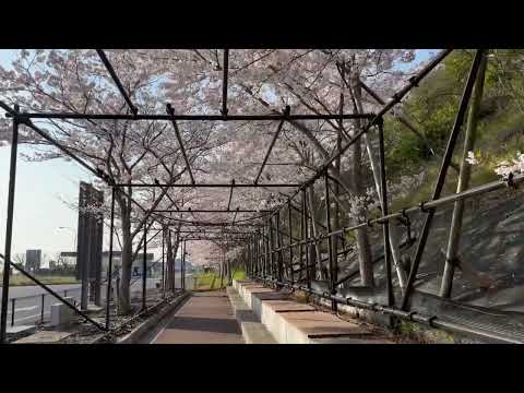 淡路島SA＿桜のトンネル