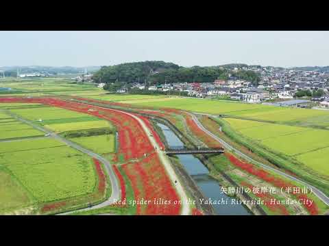 矢勝川の彼岸花（ごんの秋まつり）Red Spider Lily Fields of the Yakachigawa River Banks (Gon&#039;s Autumn Festival)